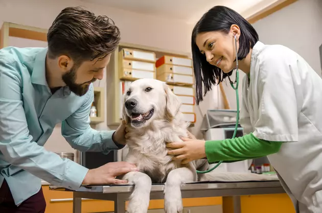 List: Veterinaries With The Highest Ratings In The Princeton Area