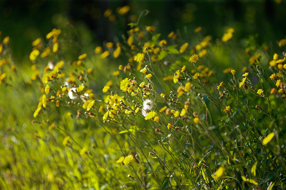 You Can Buy Those Flowers You See on the Side of the Garden State Parkway