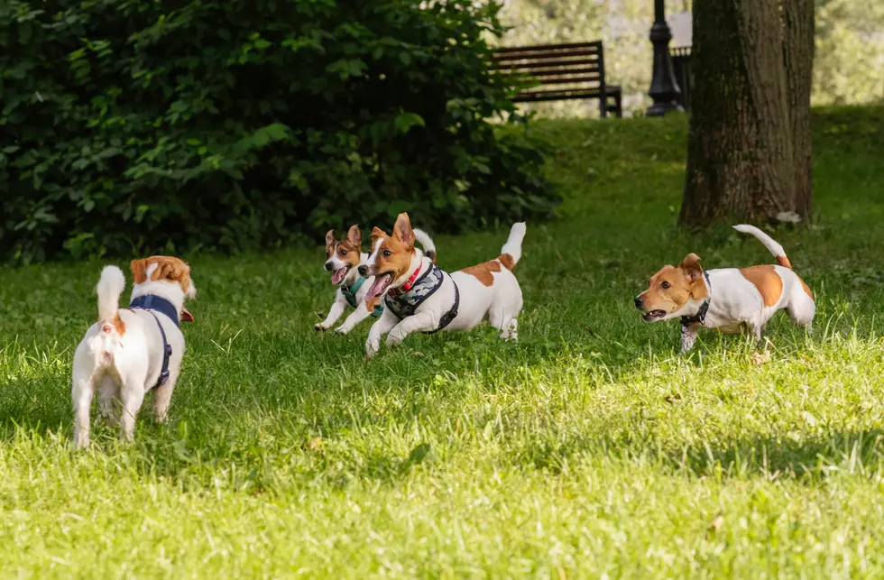A Dog Park May Be Coming to Princeton