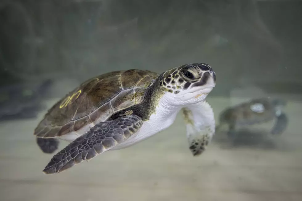 PETA Doesn’t Want This NJ Mall To Open an Aquarium