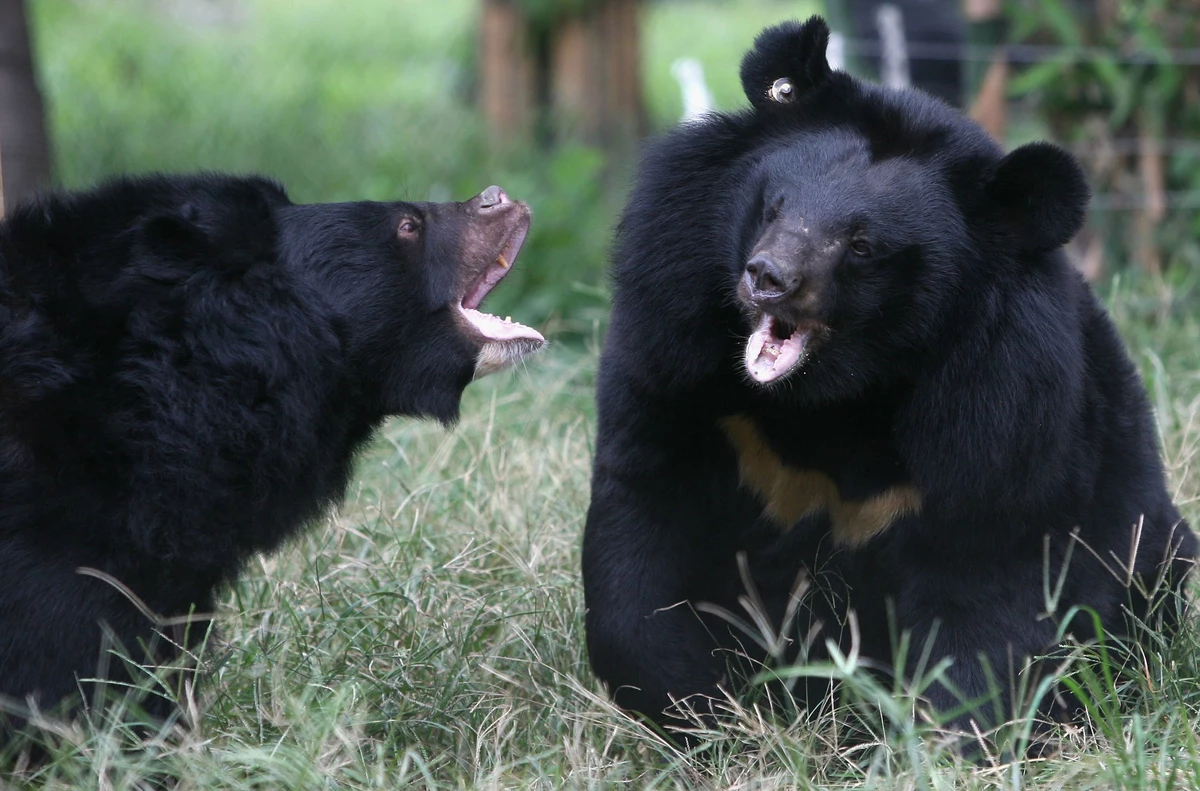 WATCH: Two Huge Black Bears Fight on Lawn in NJ