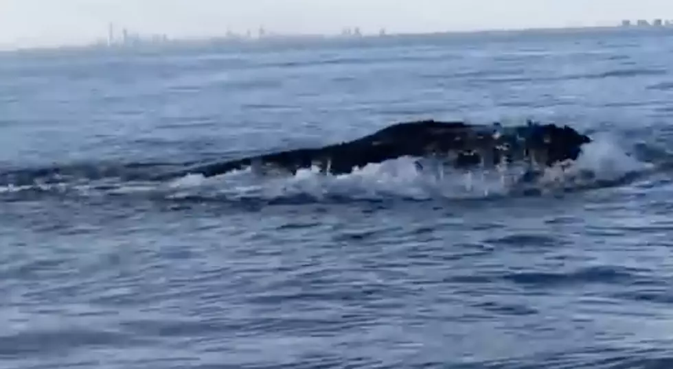 The Humpack Whales Were Spotted off the Shore