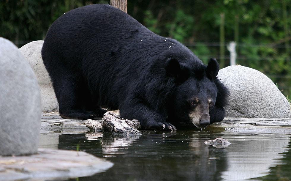 A Black Bear Took a Dip in Someones Backyard Pool in PA