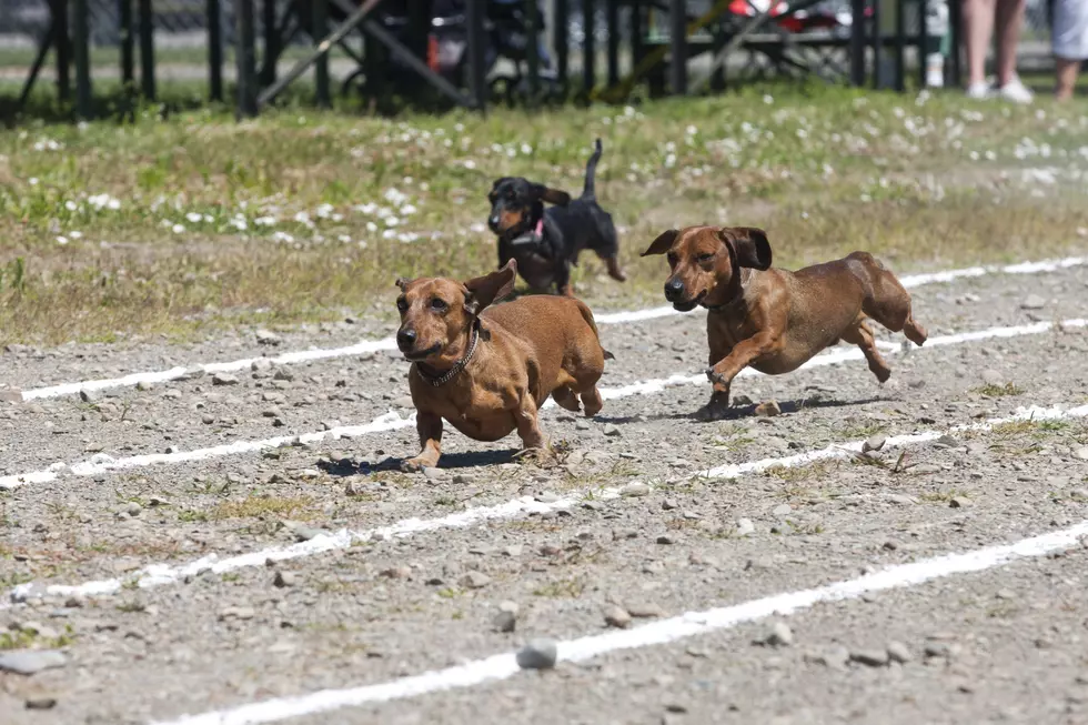Register for the Freedom Festival Wiener Dog Race