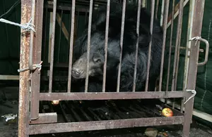 No Jail Time for Woman Who Freed Bear From Trap