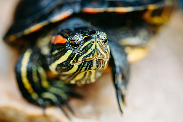 New Jersey Man Smuggles Turtles From USA to China