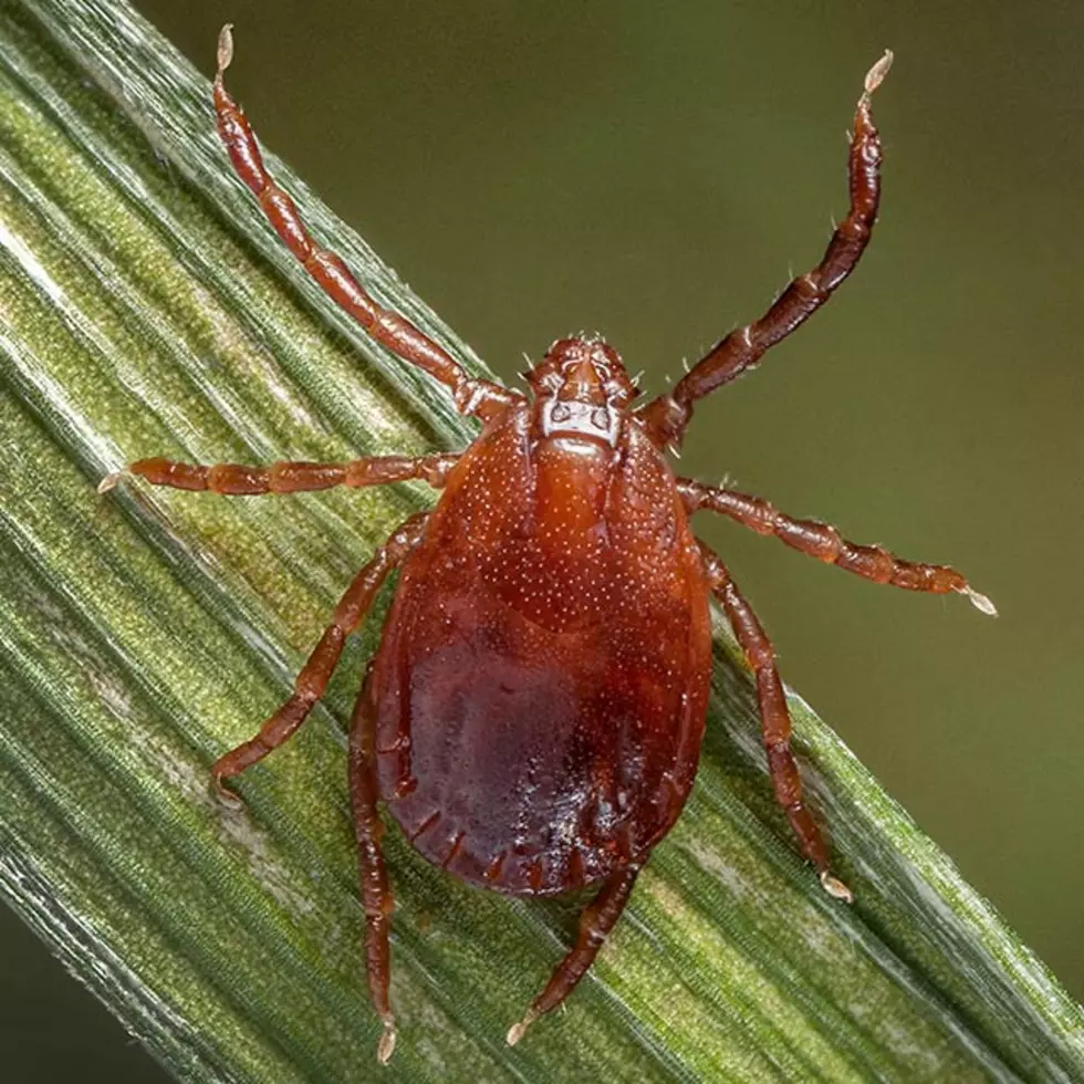 How to Protect Yourself From Deadly Powassan Deer Tick Virus