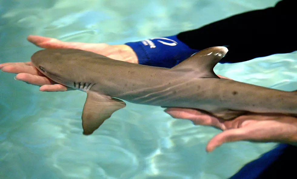 Get Up Close to Baby Sharks in New Jersey
