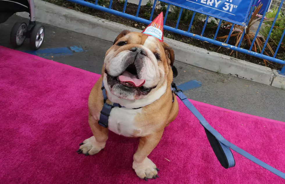 Thousands Of Local Dogs Are Celebrating Birthdays Today