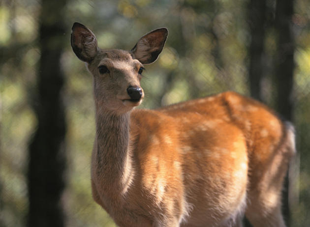 Burlington County Town Overrun With Deer