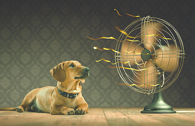Things To Do To Keep You Pet Cool During A Heat Wave