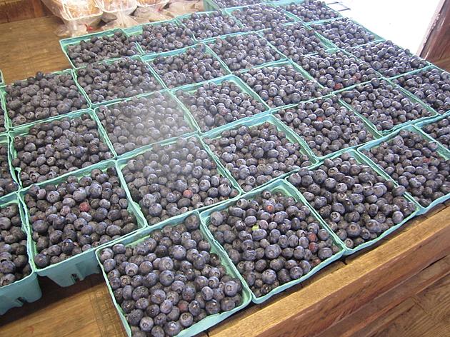Blueberry Bash at Terhune Orchards in Princeton This Weekend