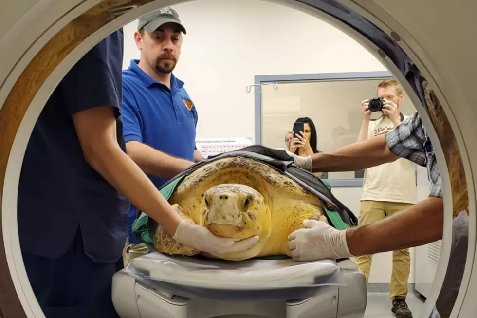 This Sea Turtle Was Brought in For a CT Scan