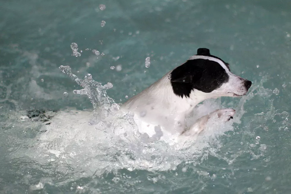 This Doylestown Pool is Holding a Doggy Swimming Day