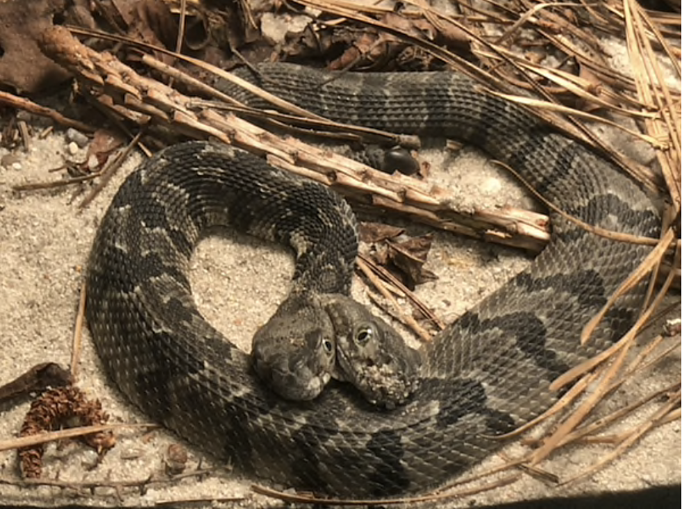 Rattlesnake Found in Burlington County will Haunt your Dreams!