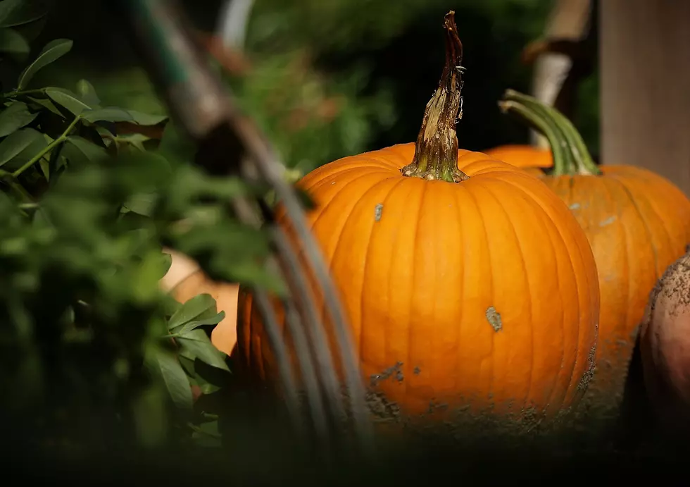 Mount Holly Couple Provides 1K Pumpkins For Neighborhood Carving