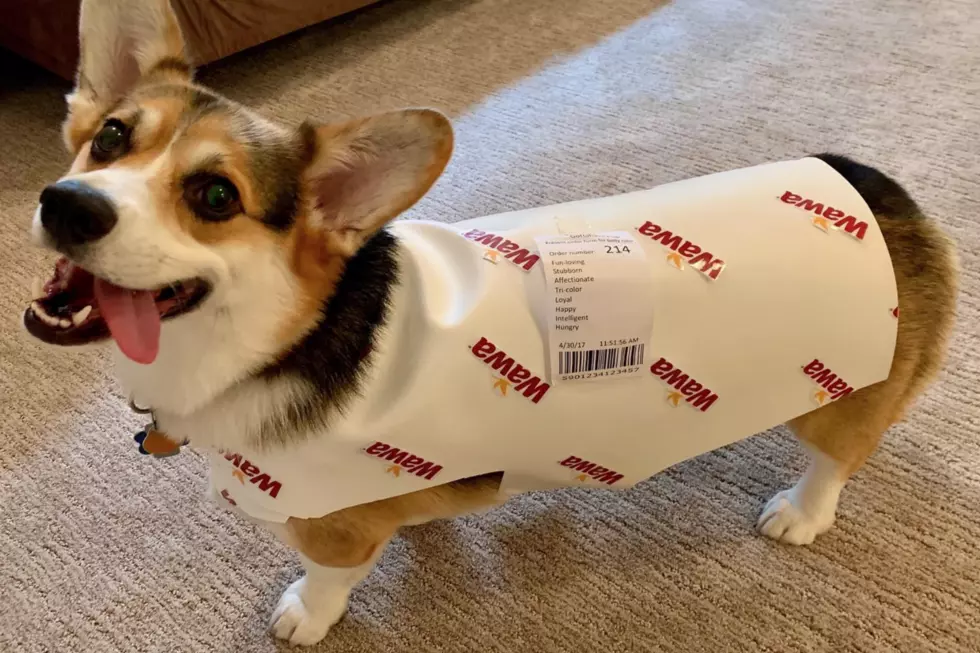 This Local Corgi Had The Best Halloween Costume Ever