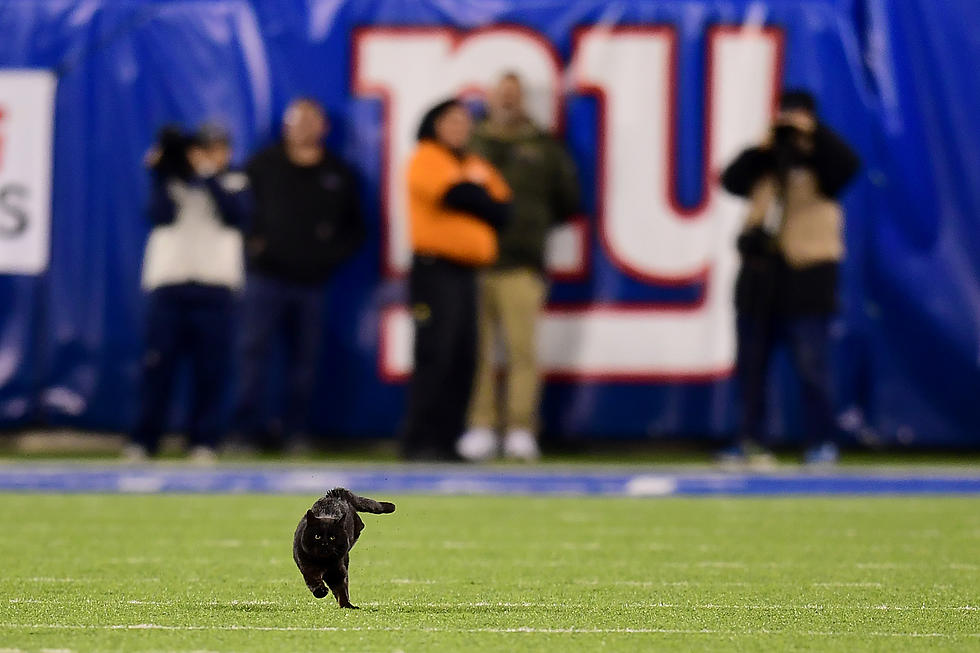 A Black Cat Showed up at the Giants Game Last Night