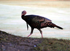 Beware: Wild Turkeys on the Loose in NJ Neighborhood