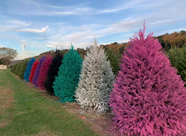 This New Jersey Christmas Tree Farm Once Again Has Colored Trees