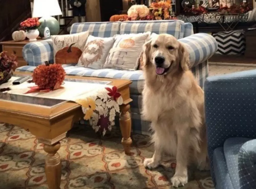 Fuller House Star, Cosmo The Dog, Dies