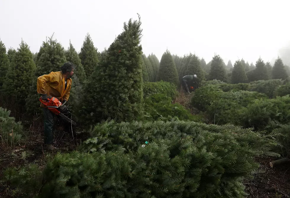 Allentown Xmas Tree Not Headed to the White House After All