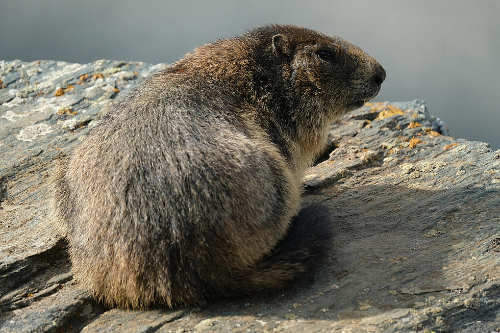 New Jersey Groundhog Predicts That Spring Will Be Here Soon