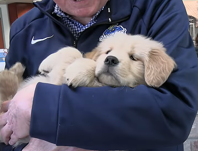 You Can Help Name the Thunder&#8217;s New Bat Dog
