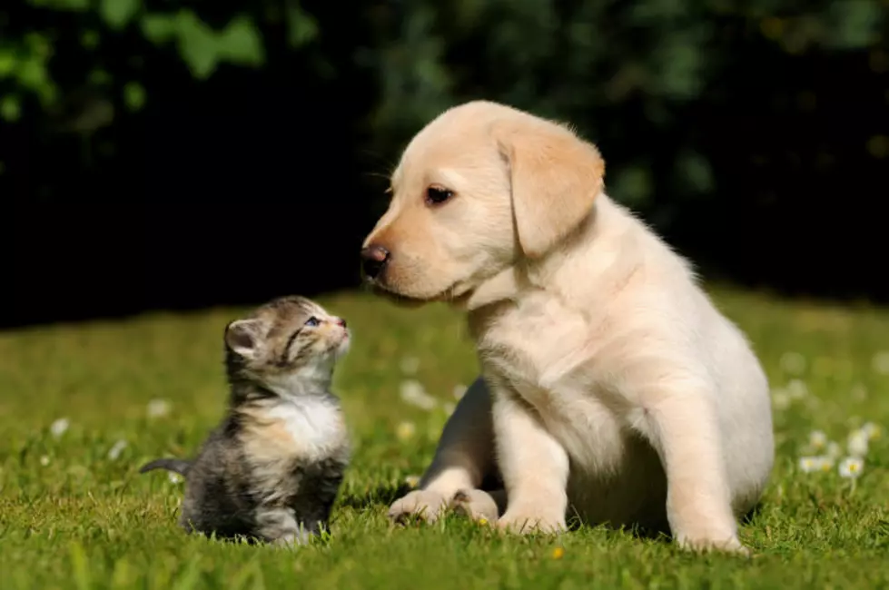 Ways To Keep Your Pet Safe During the Coronavirus Outbreak