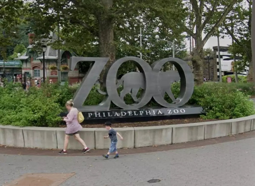 Philadelphia Zoo Just Launched ‘Philly Zoo at 2′ on Facebook Live