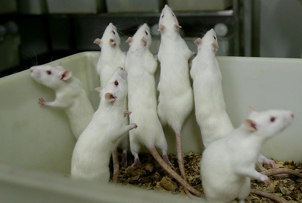 Restaurant Shutdowns May Cause Rats to become Aggressive