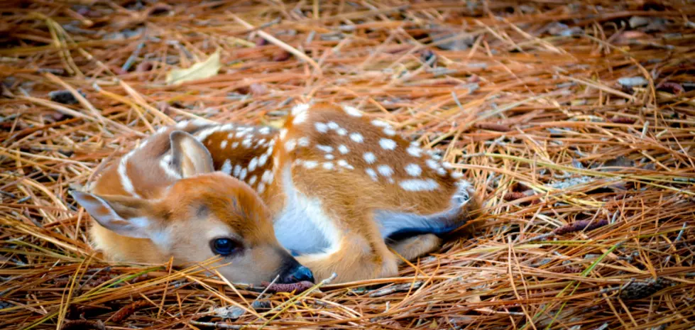 Baby Fawns are Popping up in People’s Yards in New Jersey