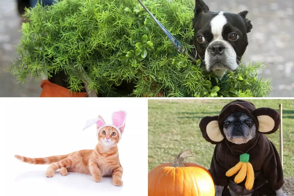 VOTE NOW: 94.5 PST Pet Costume Contest