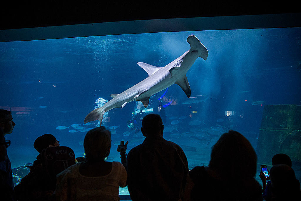 Shark Summer is back at the Camden Adventure Aquarium in 2023