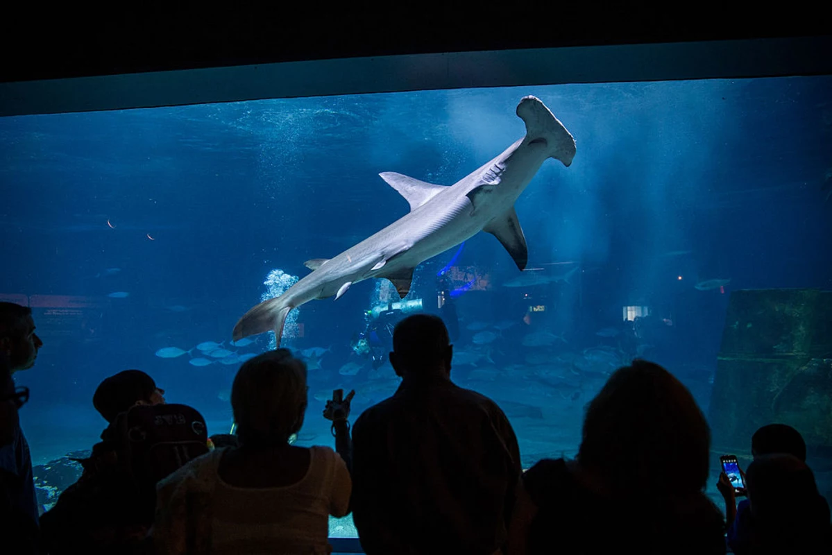 Adventure Aquarium Announces Re-Opening Dates - GettyImages 177064363