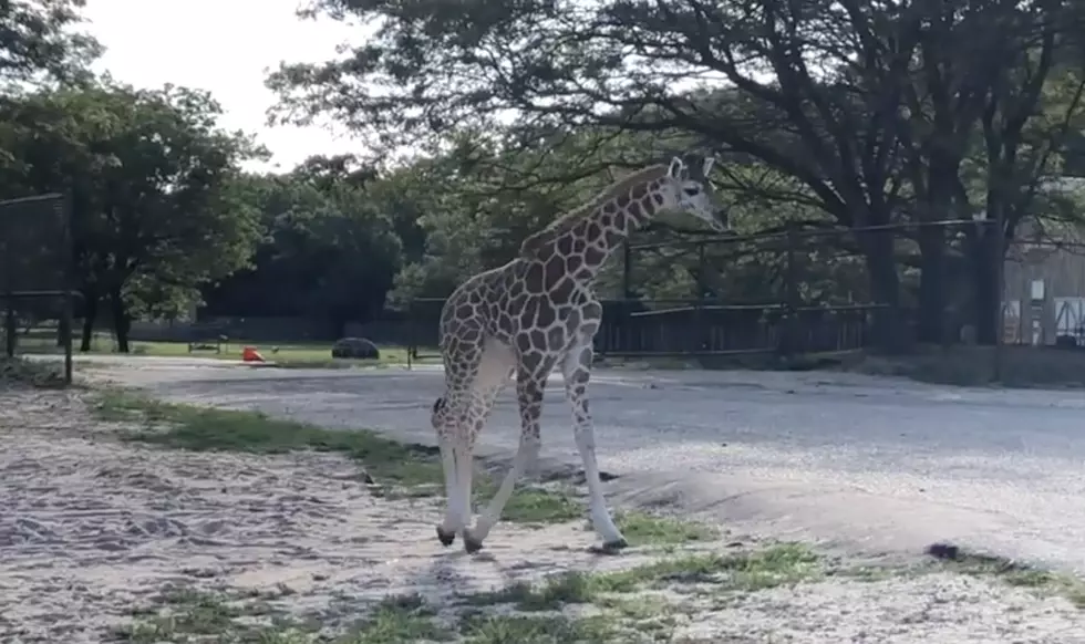 Six Flags Welcomes a New Baby Giraffe
