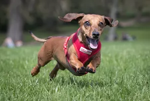 You Can Make Your Dog Their Own Pumpkin Spice Latte