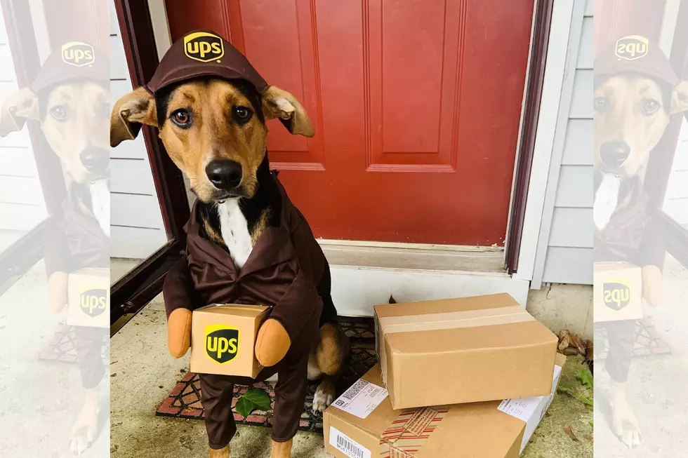 And The Winner of 94.5 PST&#8217;s Pet Halloween Costume Contest Is&#8230;