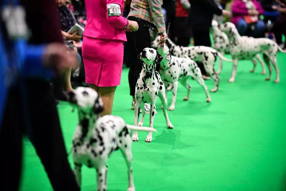 Here is How this NJ Man Kept the National Dog Show Alive Despite the Pandemic
