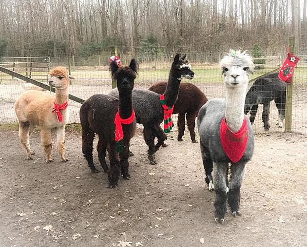 You Can Have Your Holiday Photo Taken With these Alpacas in New Jersey