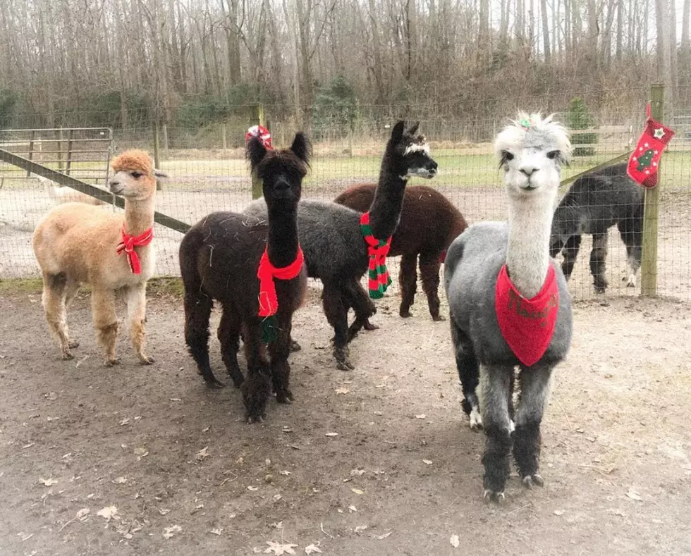 You Can Have Your Holiday Photo Taken With Alpacas in Cape May