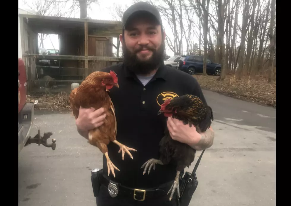 Chickens Wreak Havoc on Customers in a New Jersey McDonald’s