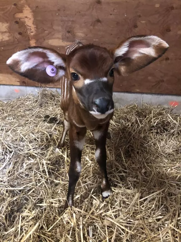 Six Flags Safari Debuting the Rare African Bongo This Spring