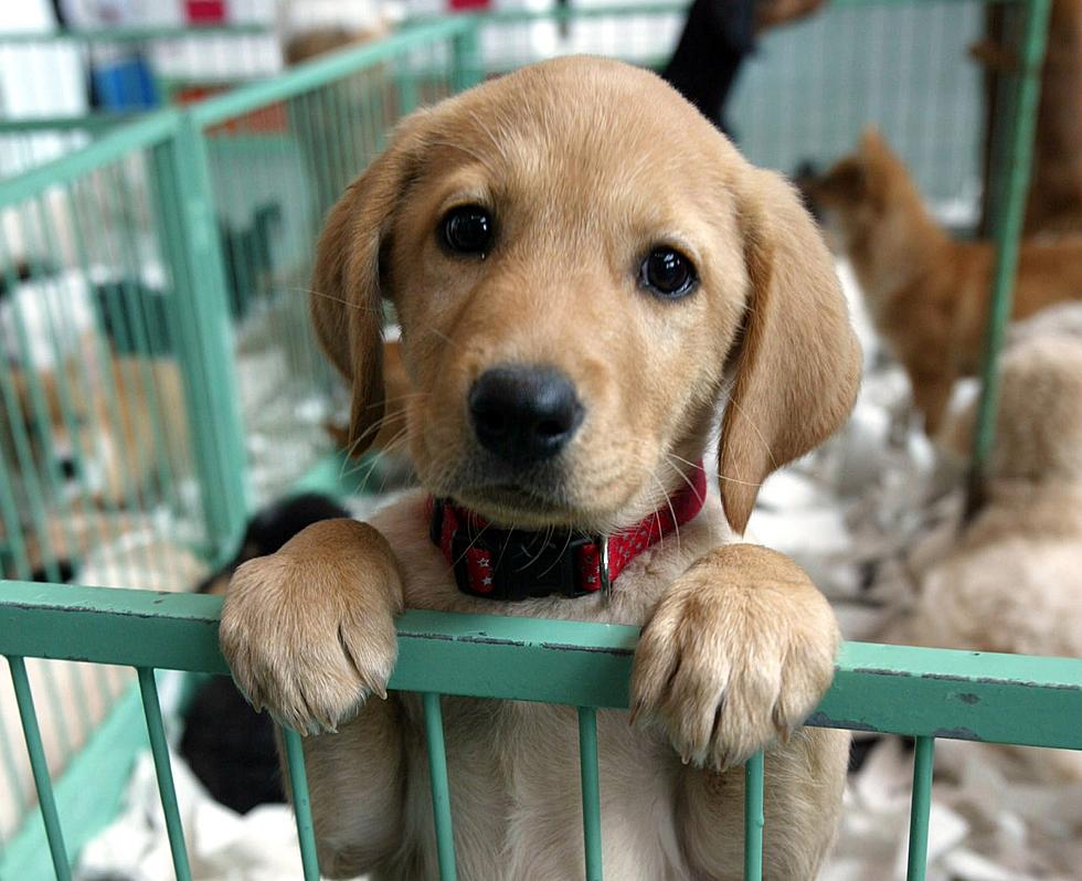 NJ is One of the States With the Most New Puppy Owners in 2021