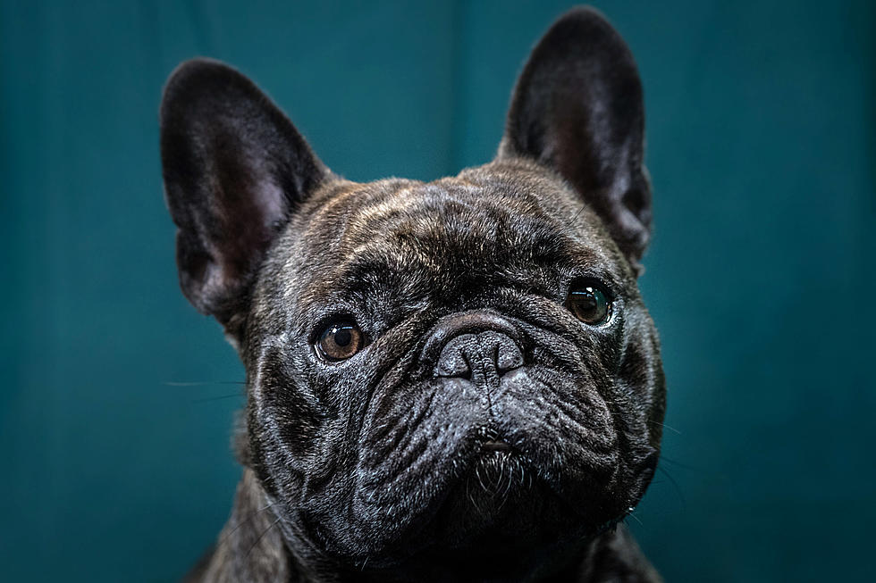 Move Over Labs! The French Bulldog Is About to Become America’s Favorite Pooch