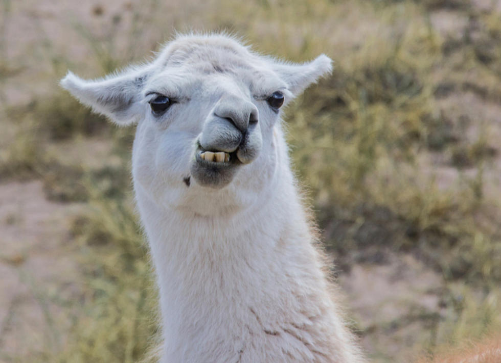 Llama Farm in New Jersey Becomes Insanely Popular