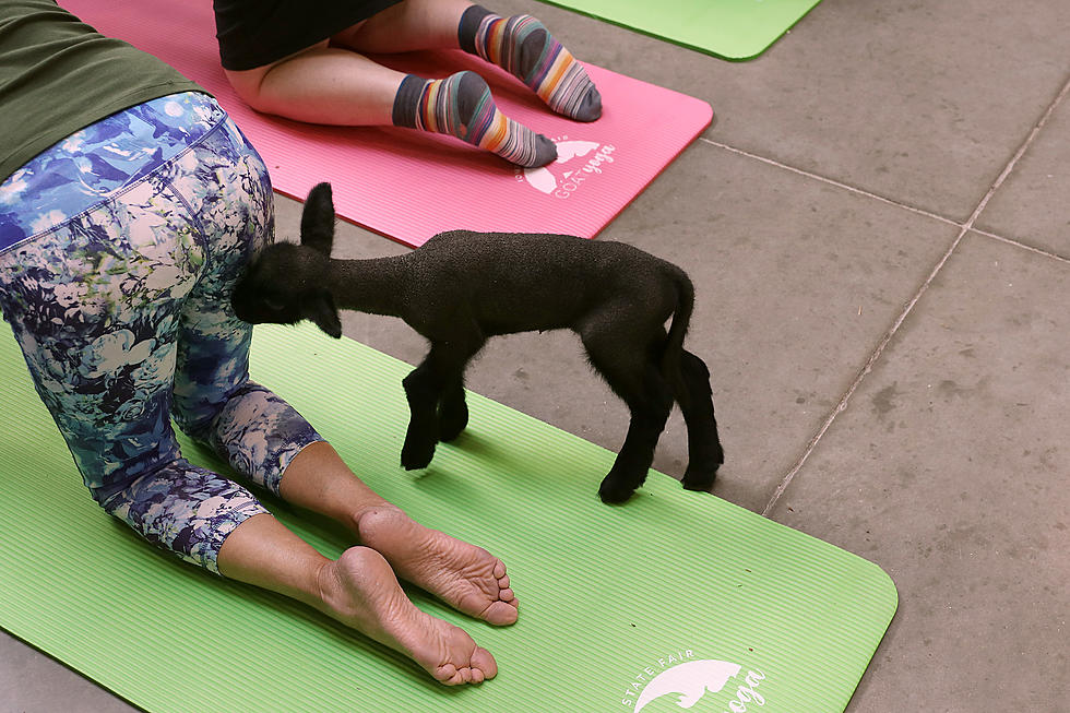 There’s a Farm in New Jersey that Let’s you do Yoga with Goats