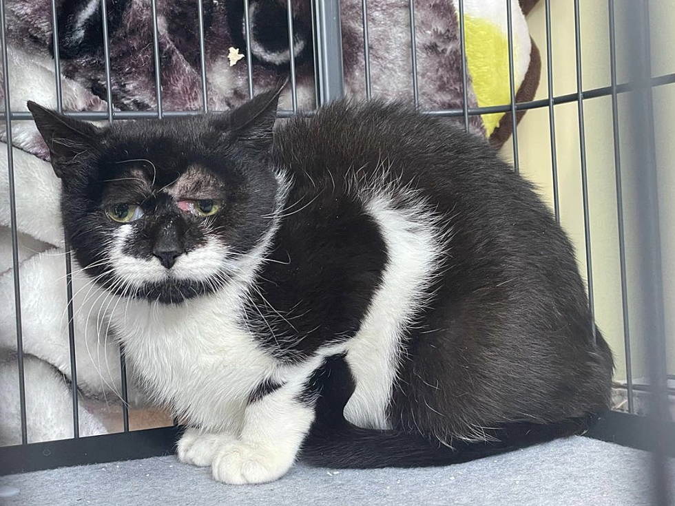 New Jersey Has It&#8217;s Own Grumpy Cat &#038; He Needs a Home