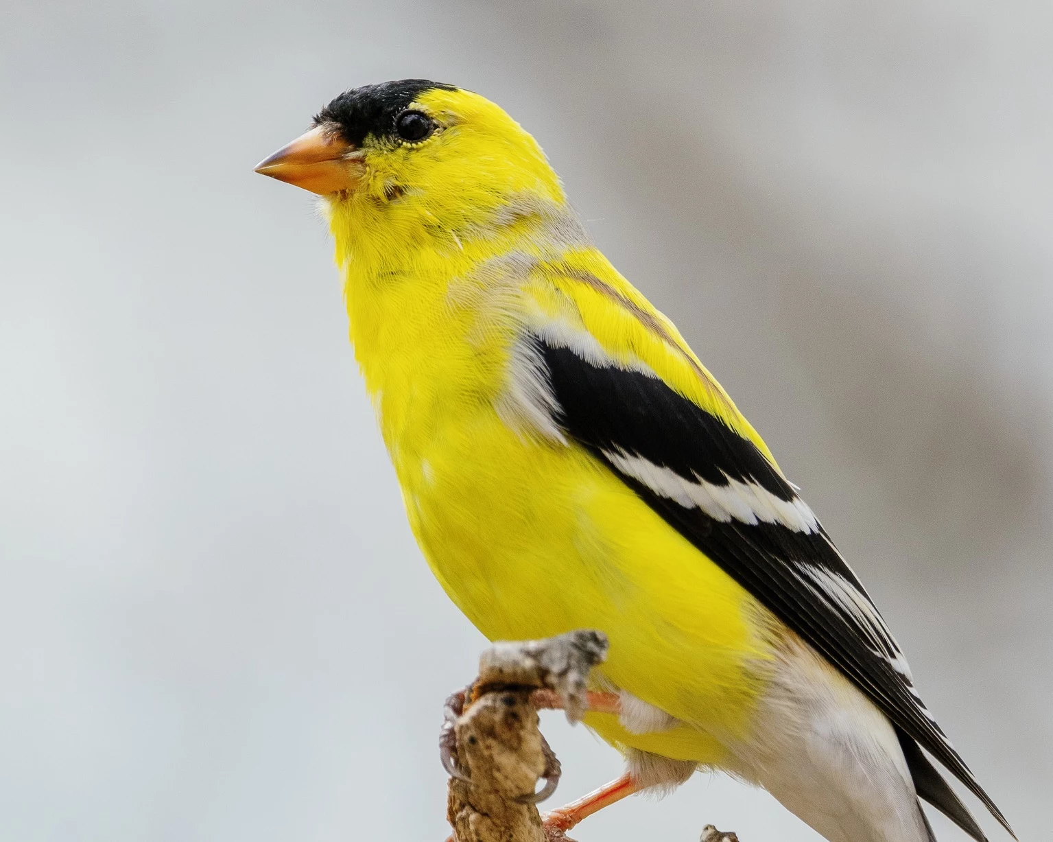 The Most Commonly Seen Bird in NJ is NOT the American Goldfinch