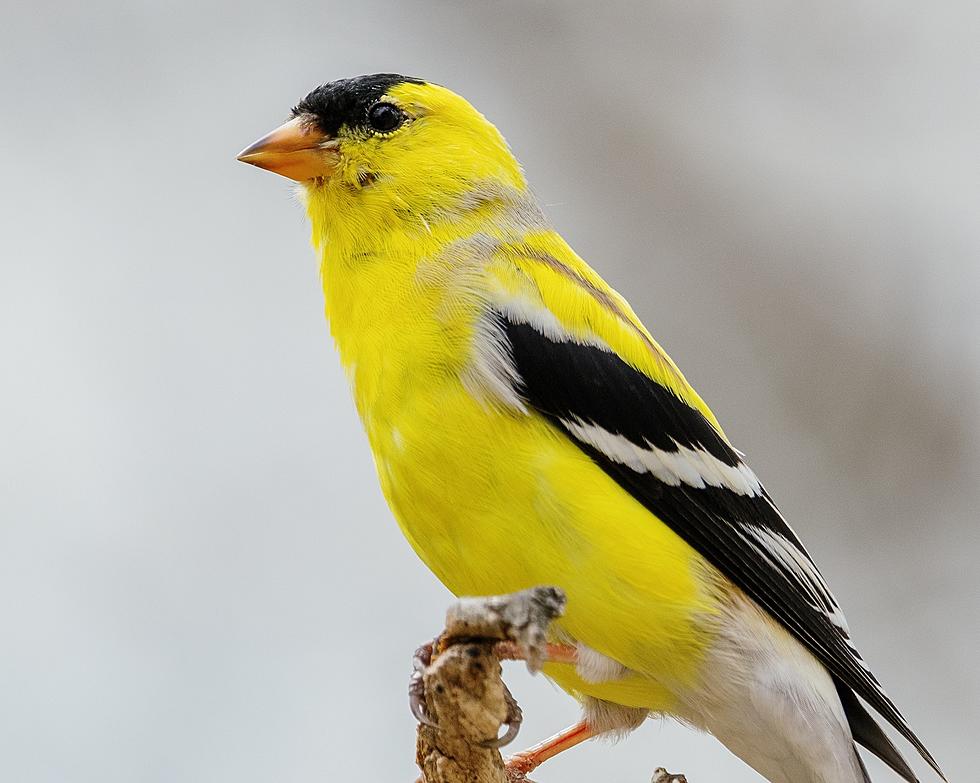 The Most Commonly Seen Bird in New Jersey is NOT the American Goldfinch